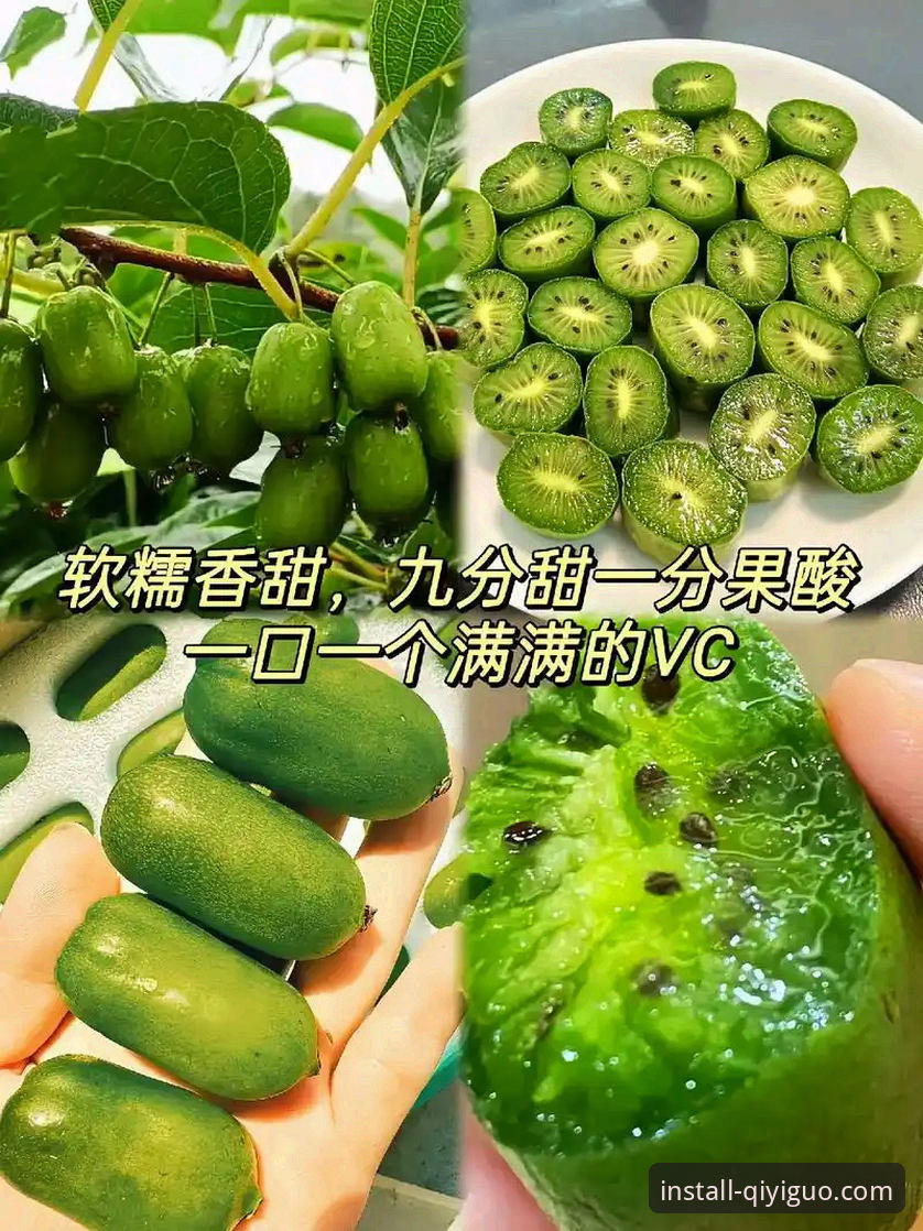 奇异果体育登录入口教程 奇异果体育登录入口教程必备知识:从下载到使用的完整操作指南